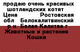 продаю очень красивых шотландских котят  › Цена ­ 1 500 - Ростовская обл., Белокалитвинский р-н, Белая Калитва г. Животные и растения » Кошки   